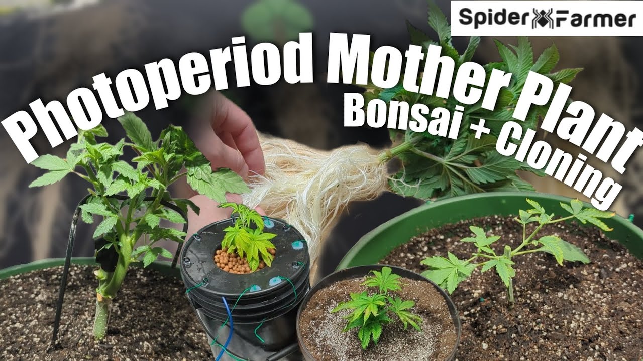 How I Grow Photoperiods -1- Bonsai Mother Plants and Clones - Spiderfarmer SF2000 Kit