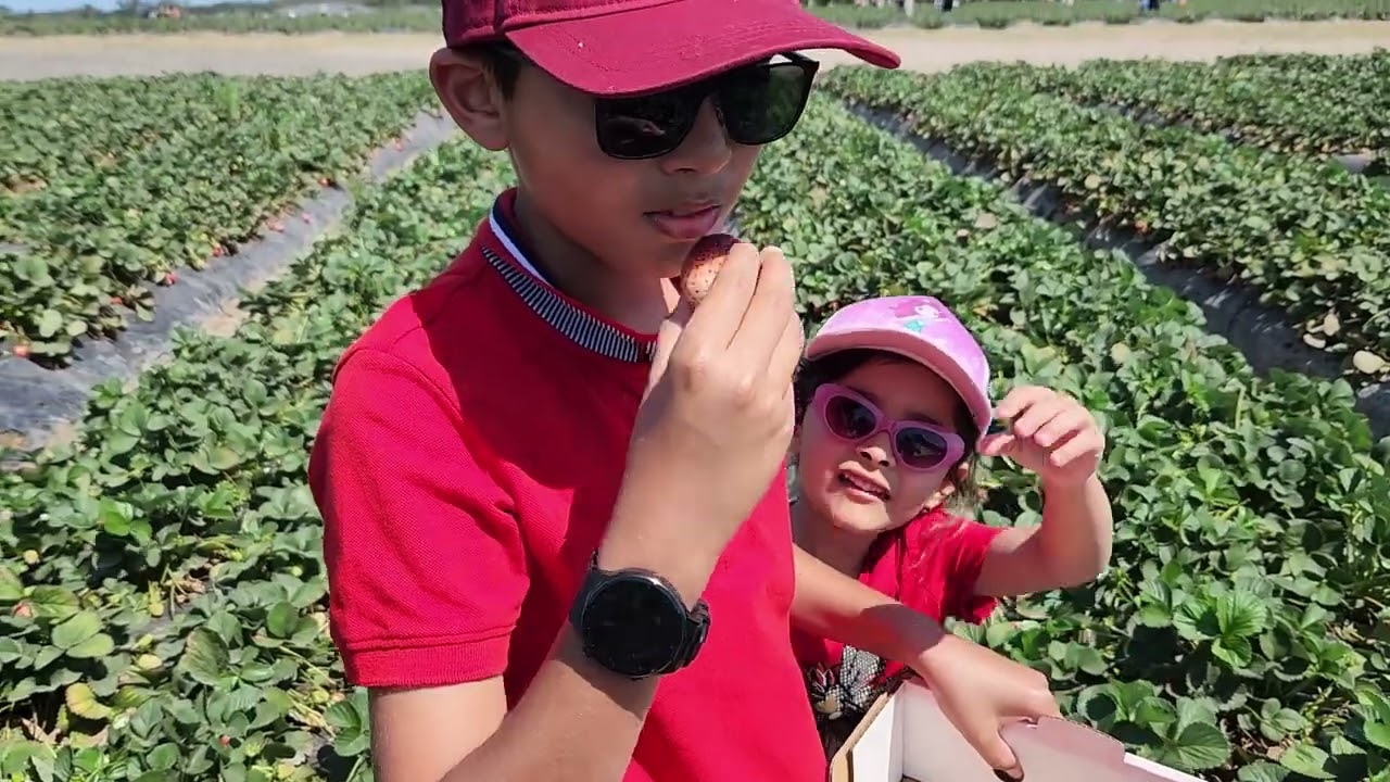 We visit a strawberry farm!