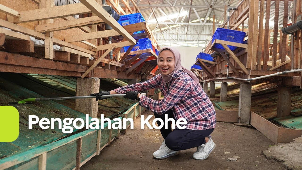 Pengolahan Kotoran Hewan Kambing dan Domba (Kohe)