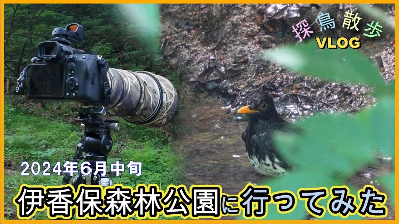 【探鳥散歩 VLOG】伊香保森林公園に行って来ました