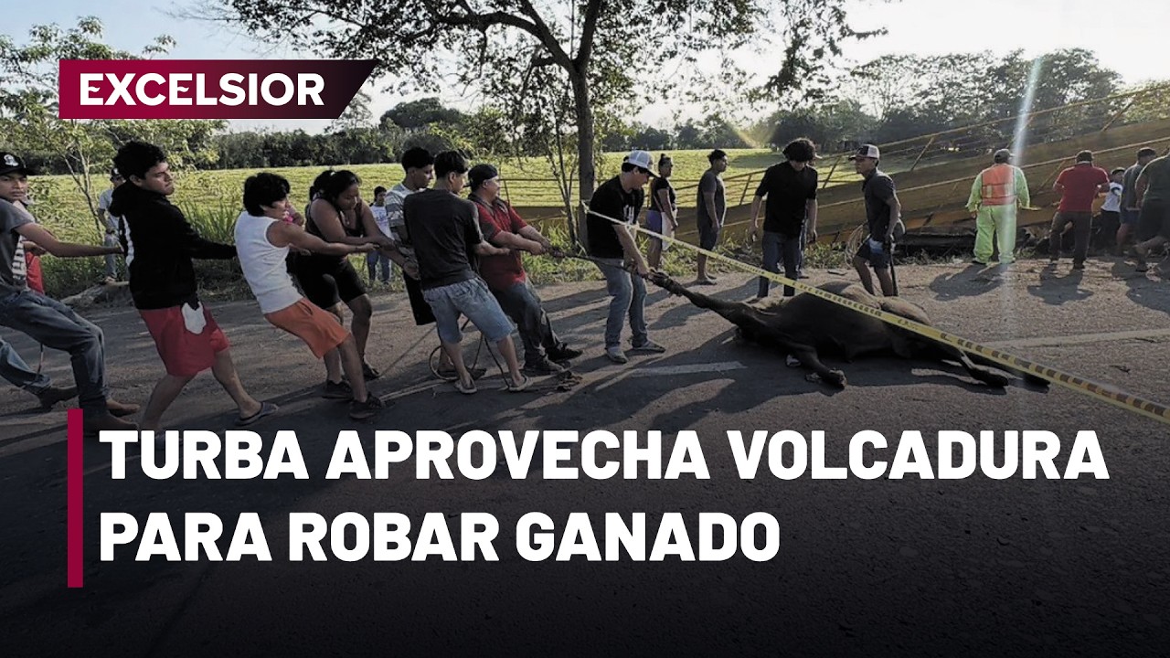 Rapiña de reses en carretera de Tabasco tras volcadura de tráiler