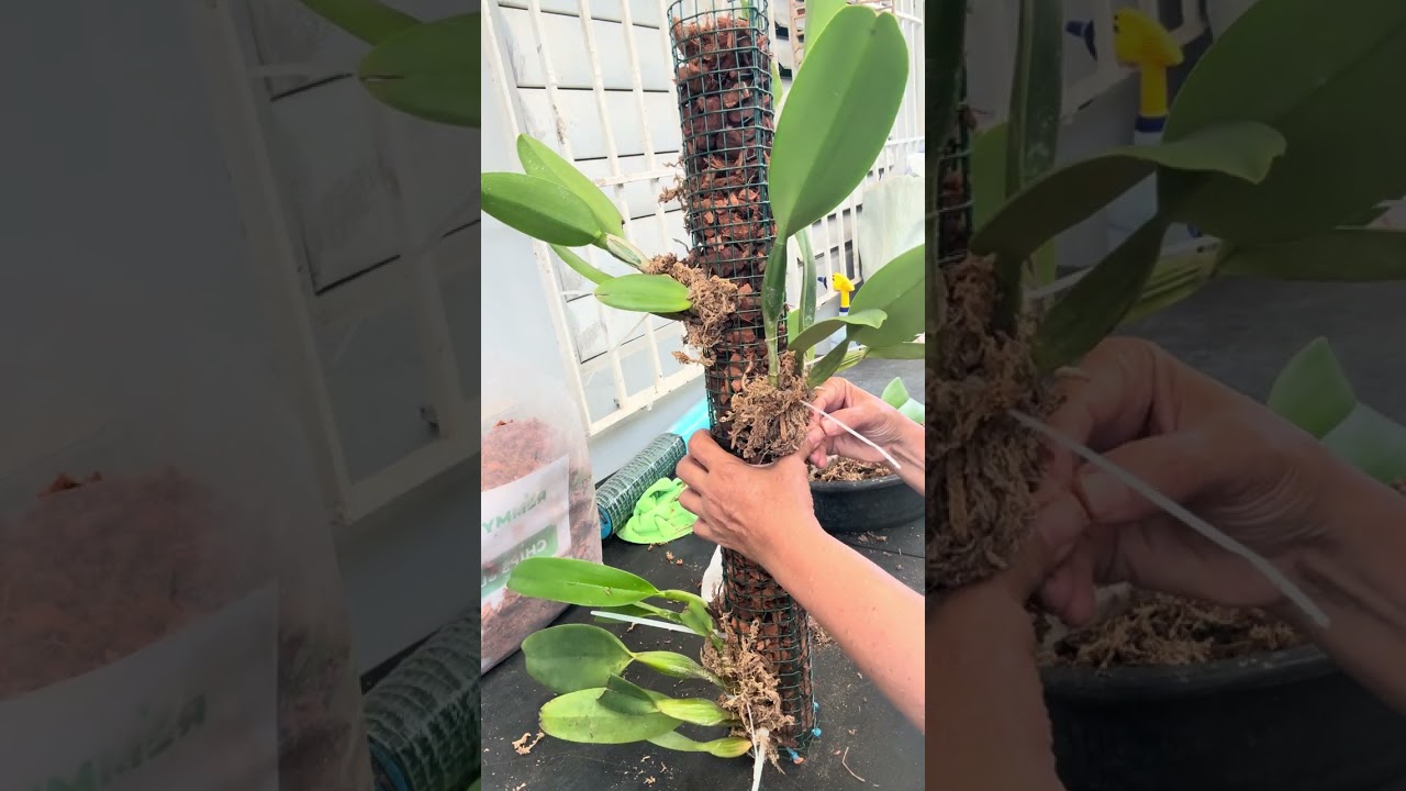 Maceta de cilindro para orquídeas 4 PARTE 