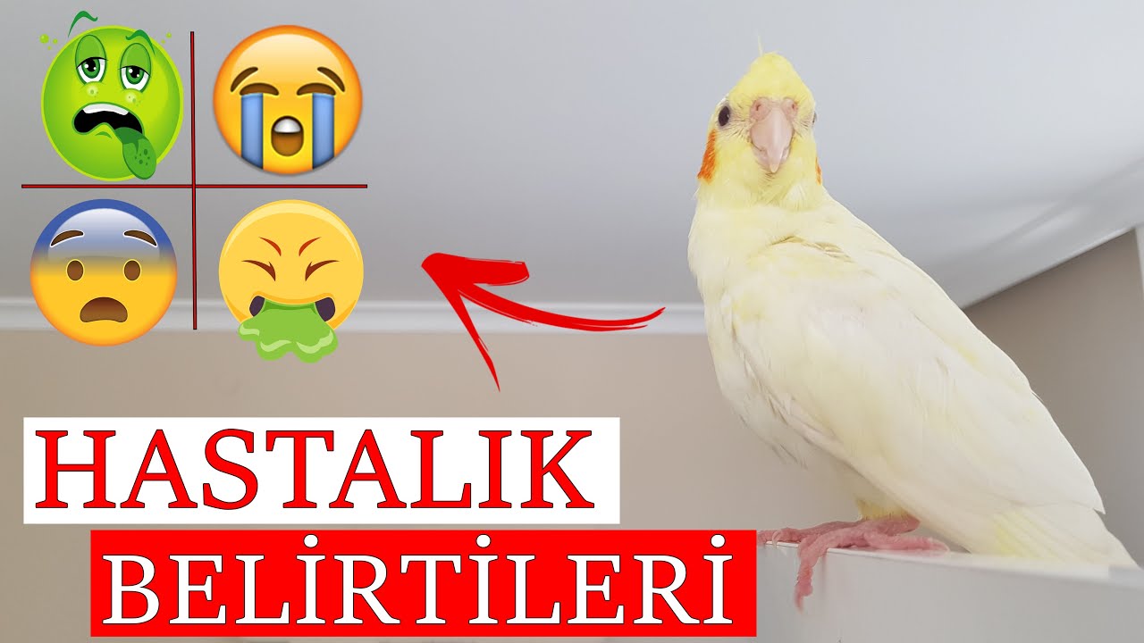 KUŞLARDA HASTALIK BELİRTİLERİ (ÖRNEK VİDEOLAR)