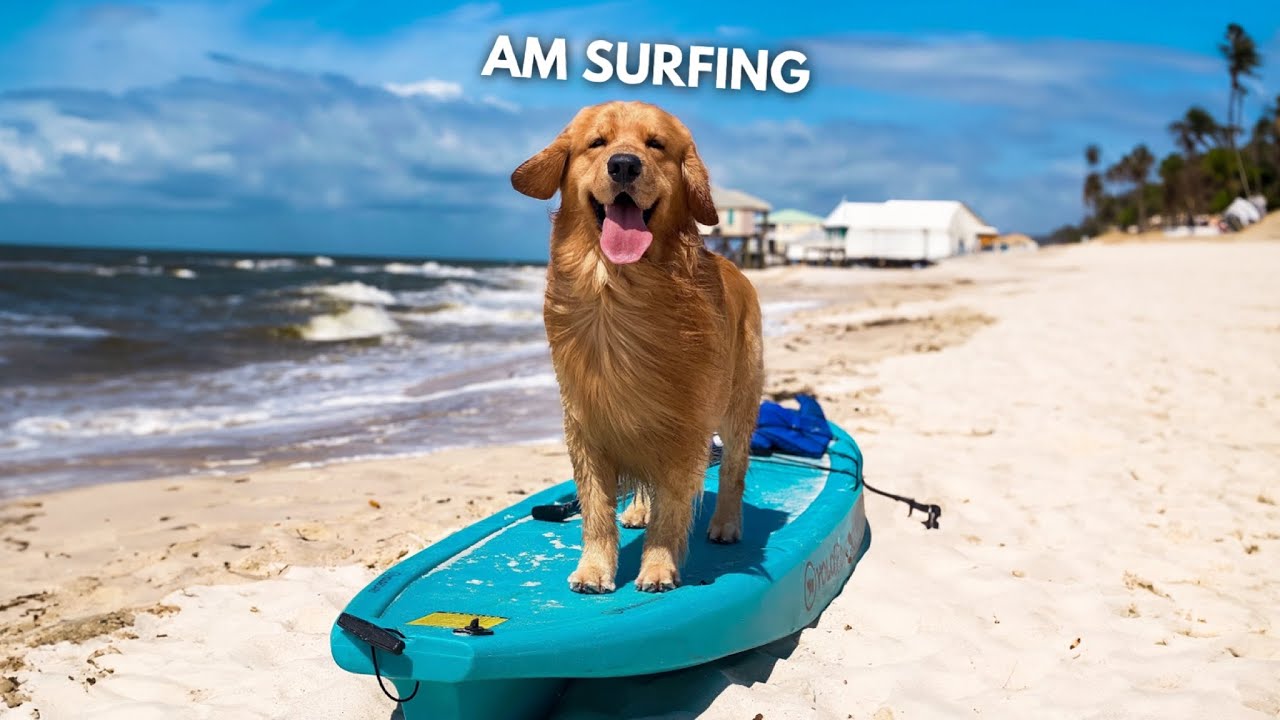My Dog Rents an Oceanfront Beach House (WE GOT FLOODED!)