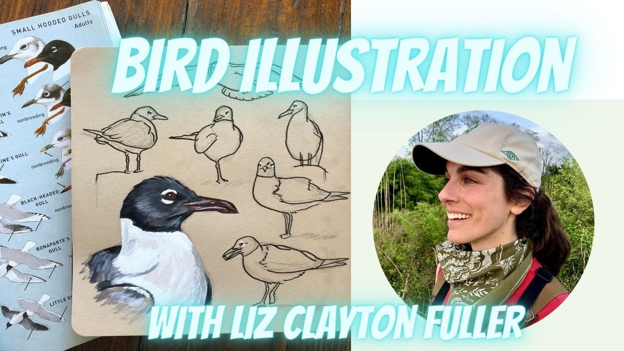 Bird Illustration With Liz Clayton Fuller