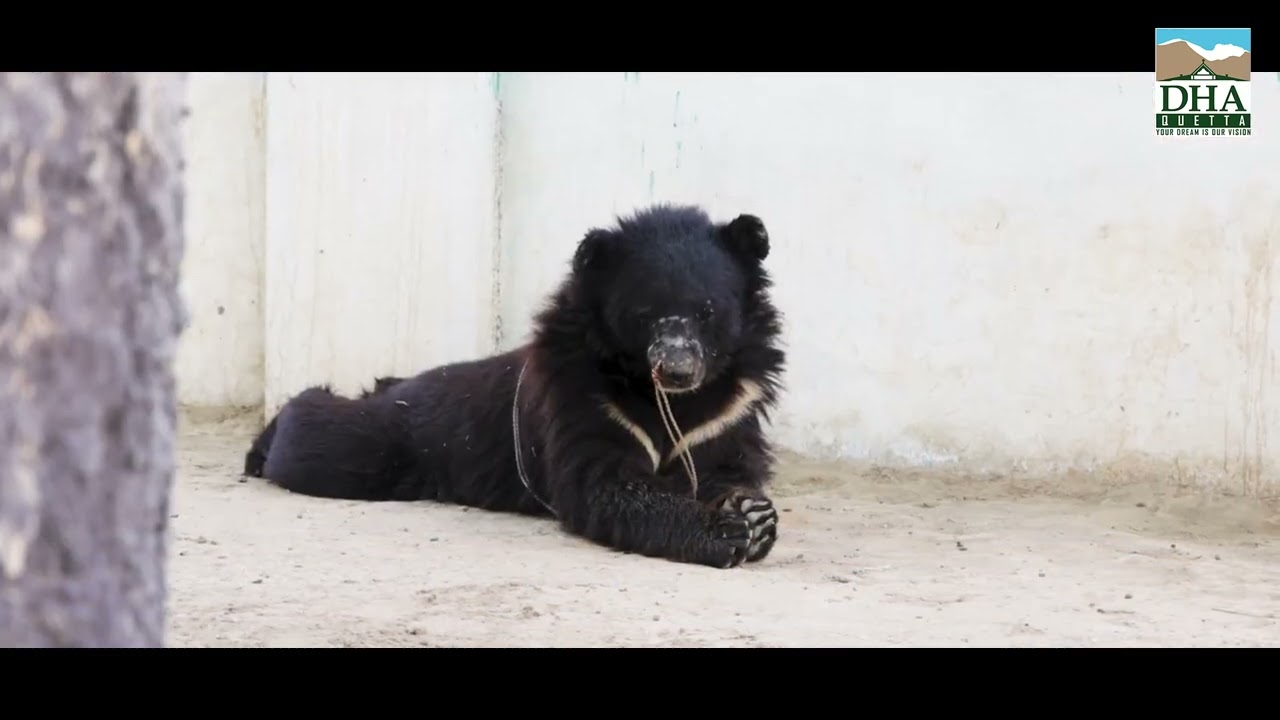 DHA Quetta Zoo & Aviary - Where Wildlife Comes Alive!