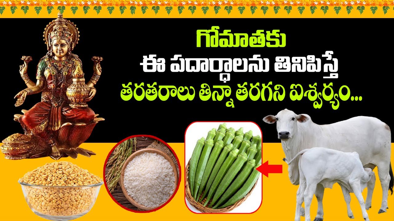 Gomatha Pooja Vidhanam | Benefits of Feeding Gomatha Astrology | Benefits of Gomatha pooja