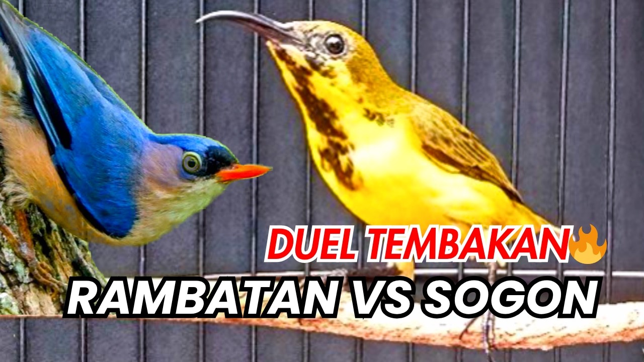 FULL TEMBAKAN MEWAH‼️ SOGON GACOR NGELPER ISIAN RAMBATAN NGEROL PANJANG‼️ #sogon #sogongacorngobra
