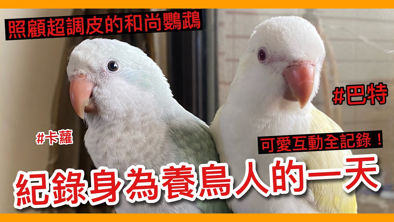 養和尚鸚鵡的一天會發生什麼緊急事件？立志成為YT圈最可愛的鳥！【鸚鵡小木屋】【小木屋日常】