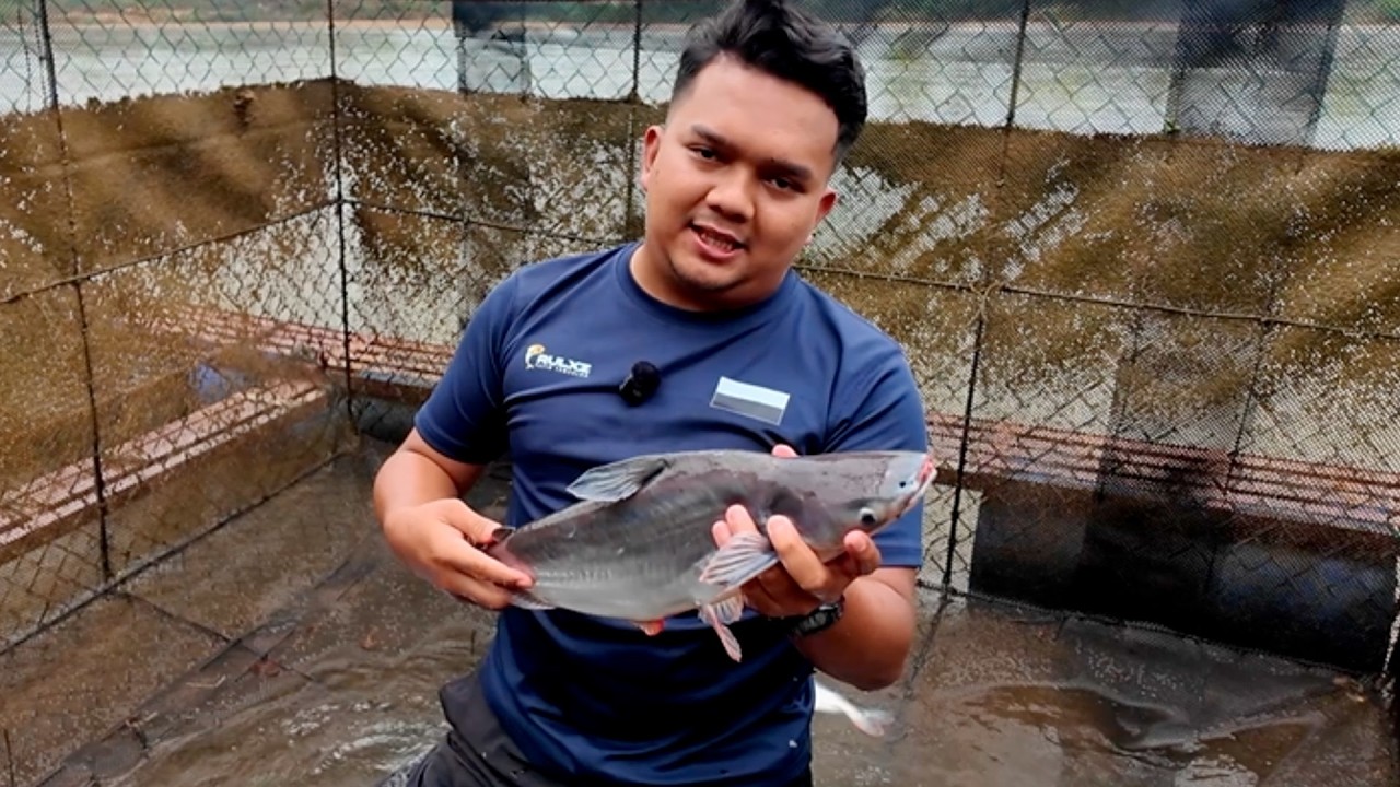 Beza Patin Sangkar dengan Patin Liar