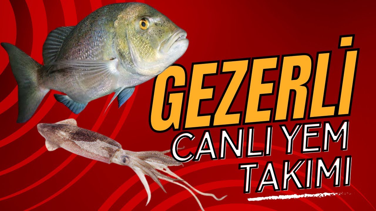 Taş Balıkları İçin Gezerli Canlı Yem Takımı ( #sinarit #trança #lahos #grida #kalamar #sübye )