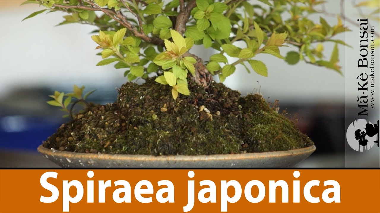 120) Spiraea japonica or Japanese spiraea easy Bonsai Trees for Beginners