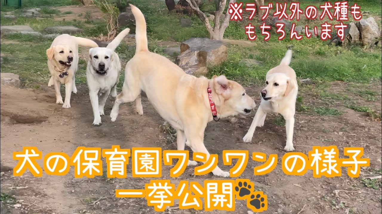 犬の保育園ワンワン🐾(ドッグホテル&一時預かり施設)の様子を一挙公開