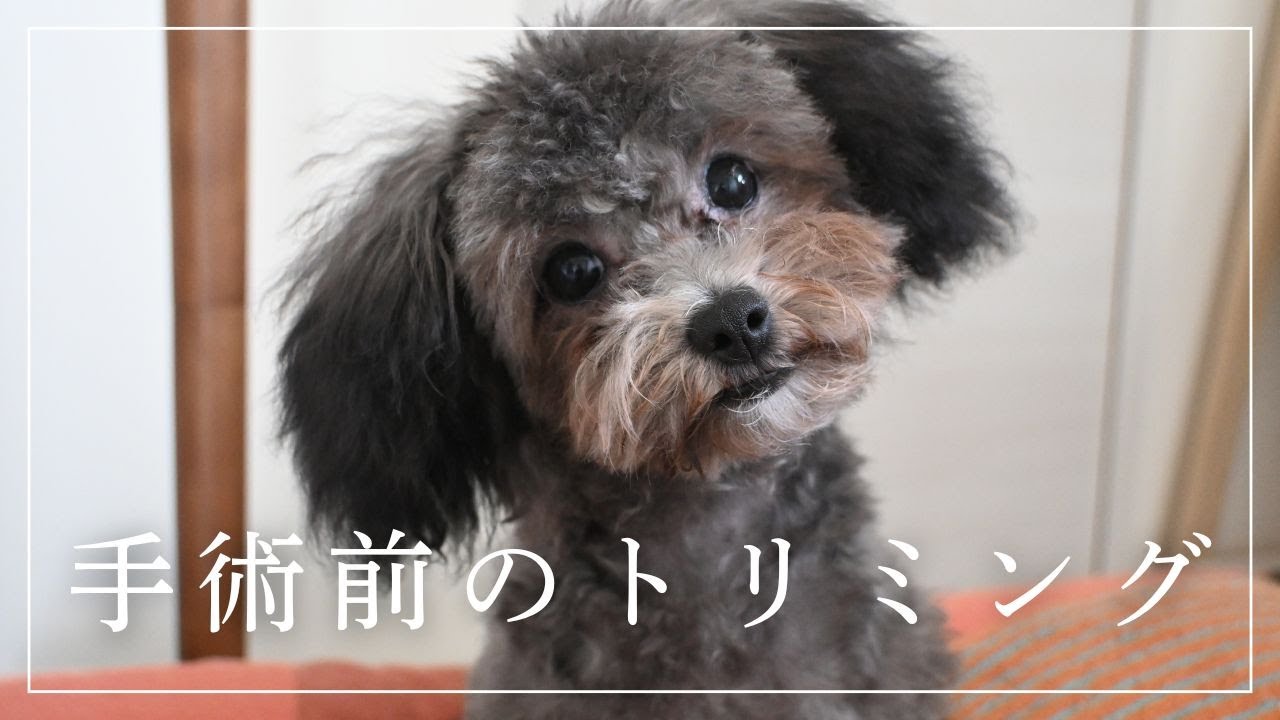 手術に備えてトリミングに行く/トイプードルの子犬