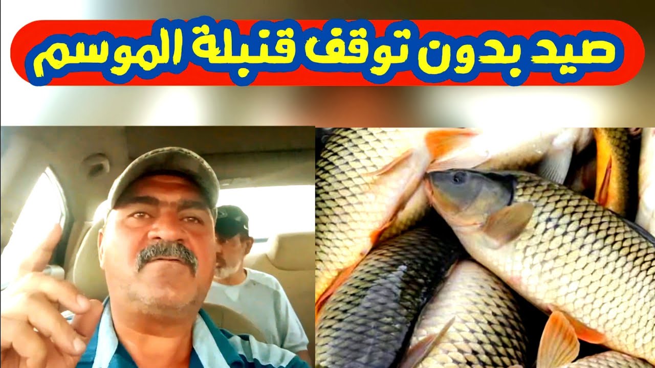 صيد سمك الكارب بكميات كبيرة جدآ