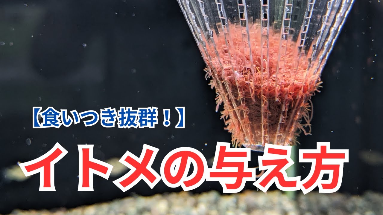 【イトメの与え方】イトメの特徴・注意点を詳しく解説！
