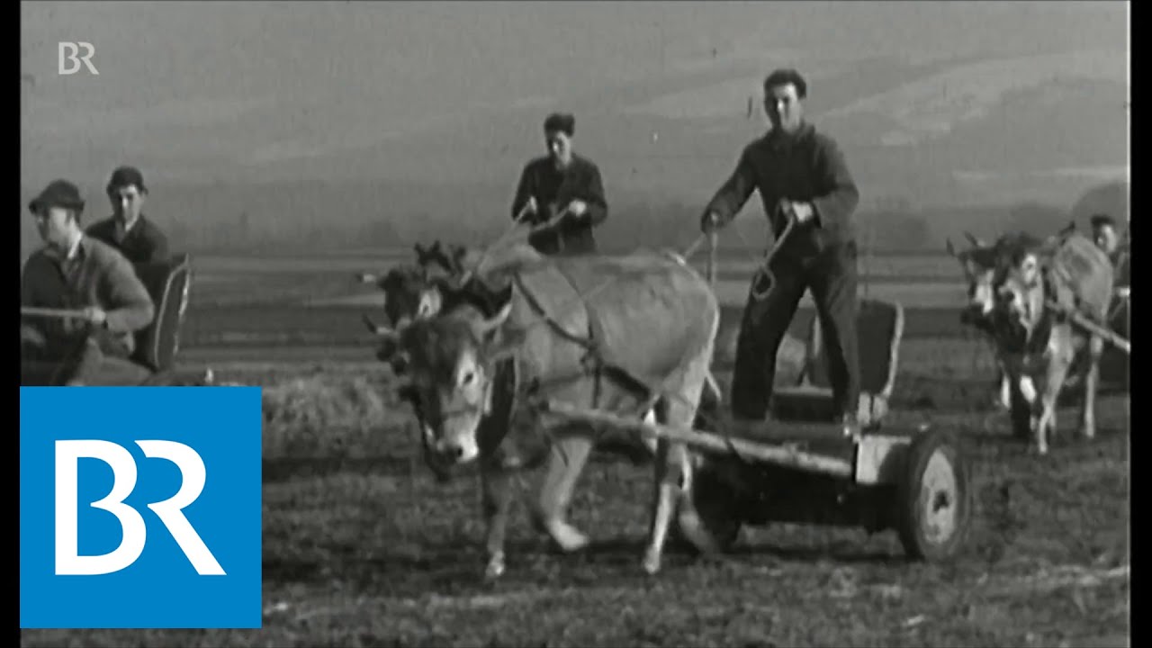 Ochsenrennen in Aising: Anno dazumal ein Publikumsmagnet | Unser Land | BR Fernsehen