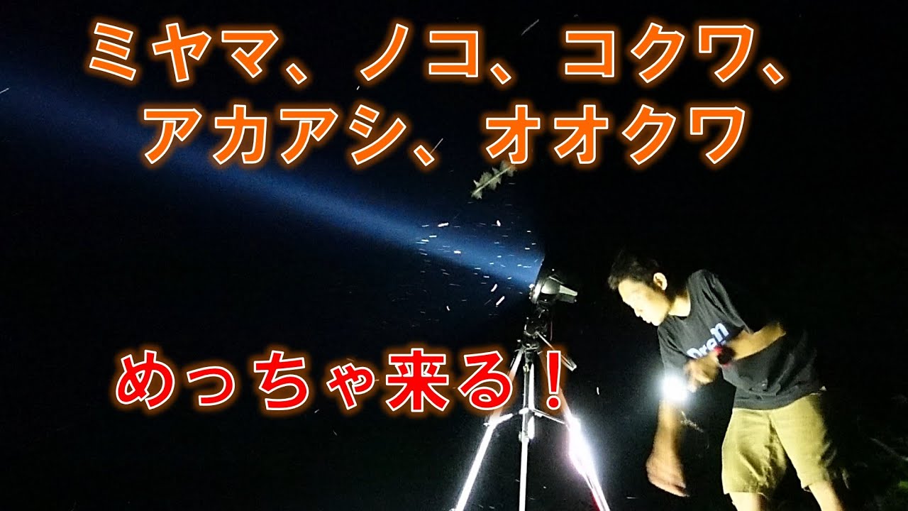 山でライトトラップをやったらクワガタが50匹以上来た！