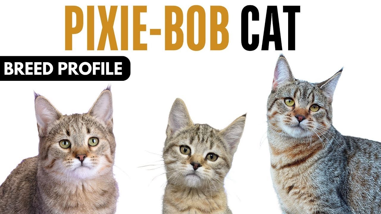 Pixie-bob Cat Breed Profile History - Price - Traits - Pixie-bob Cat Grooming Needs - Lifespan