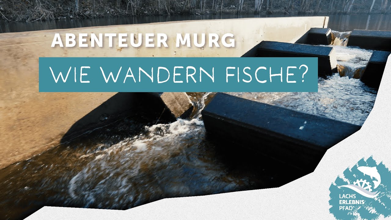 Fischwanderung in der Murg: Hindernisse und Lösungen