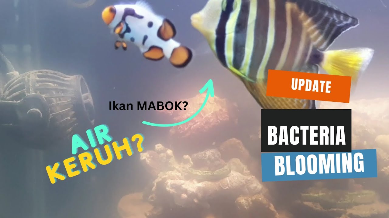 AIR Keruh dan Ikan Mabok? Mengatasi Bacteria Bloom‼️