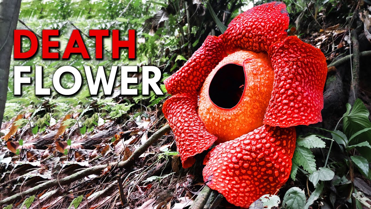 Rafflesia: This Corpse Flower Reeks Of Death