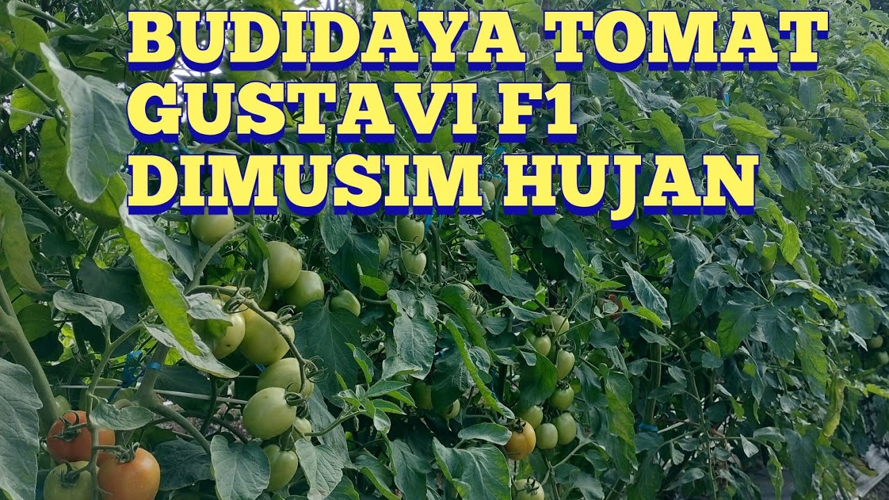 Teknis Budidaya Tomat Gustavi F1 di musim hujan