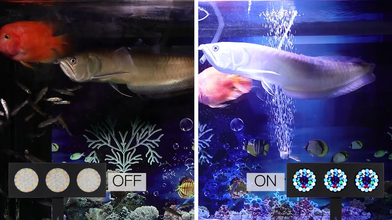 SUR-AQ30 New LED Cora Reef Light