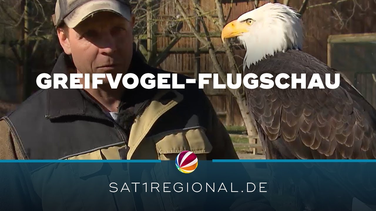 Flugschau der Greifv&ouml;gel startet im Wisentgehege in Springe