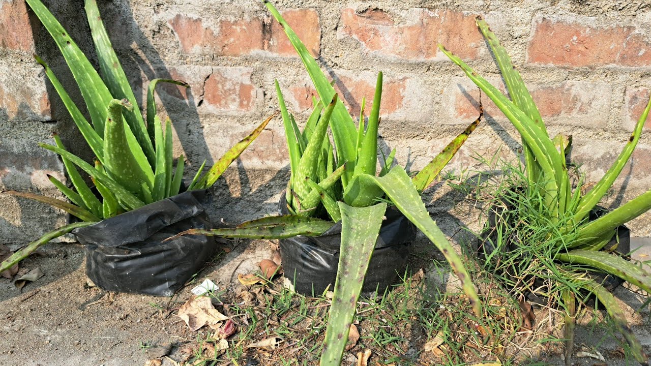 ছাদ বাগানে মাটি ছাড়াই গ্রো ব্যাগে বেড়ে উঠবে ভীষণ উপকারী ভেষজ অ্যালোভেরা গাছ #rooftopgarden 