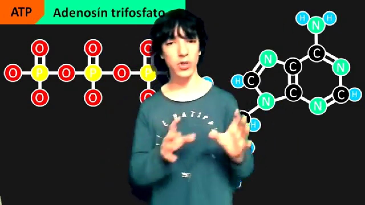 ATP - Hidr&oacute;lisis, Fosforilaci&oacute;n, Estructura y Funci&oacute;n