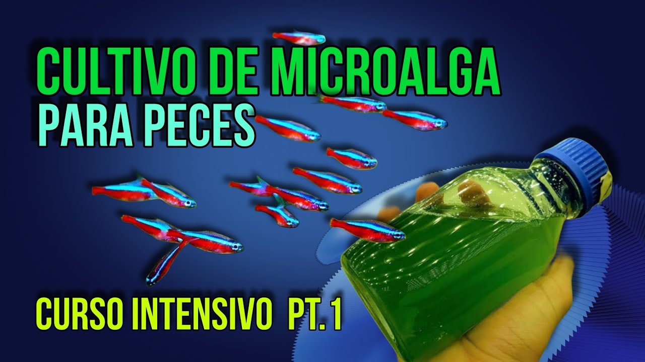 ALIMENTO GRATIS PARA PECES | Curso intensivo cultivo de microalga 