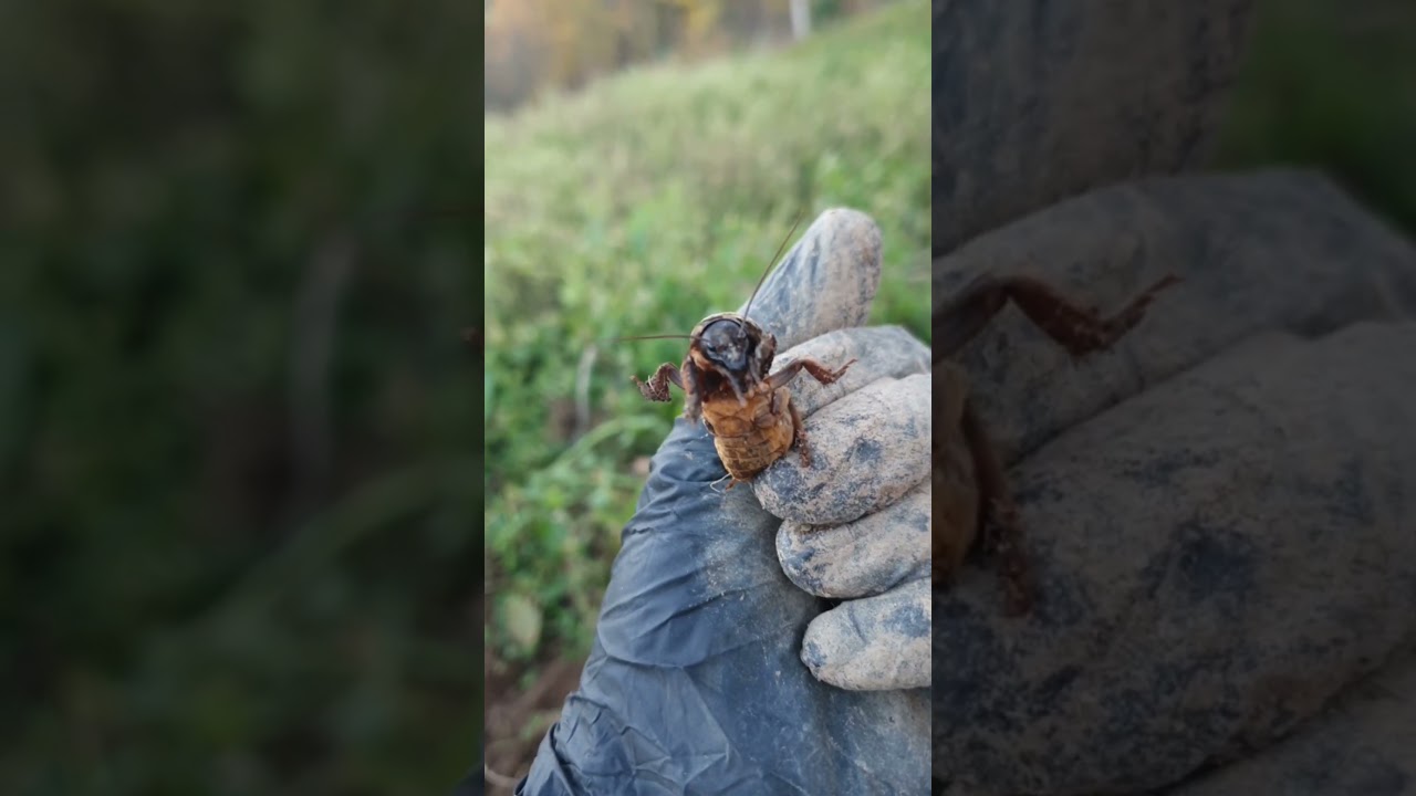 🪳медведка-капустянка🐛