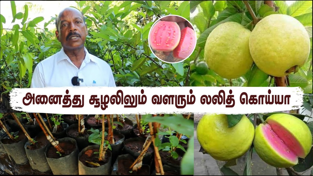 💫 Unveiling India's Pride: Discover mouth-watering taste of Lalit Guava |அனைத்து சீசன் லலித் கொய்யா