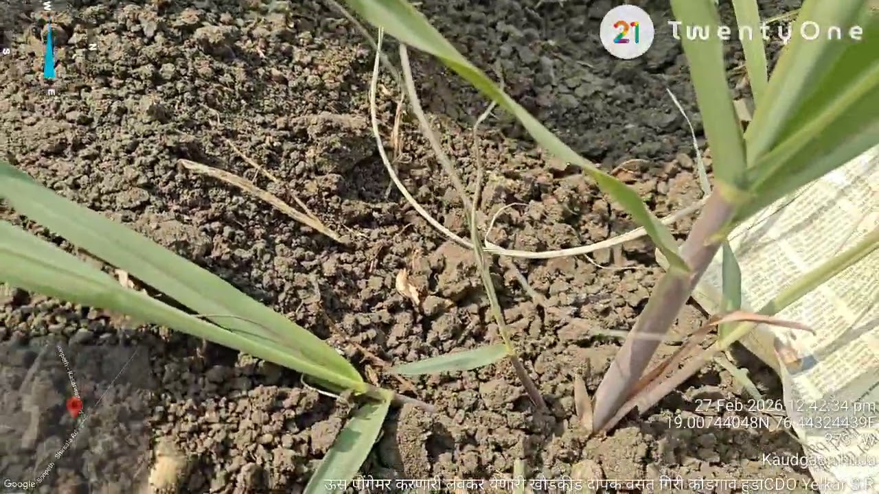 CO 86032 मधील लवकर येणाऱ्या खोडकिडीच्या प्रादुर्भावामुळे झालेली पोंगेमर व्यवस्थापन उपायोजना