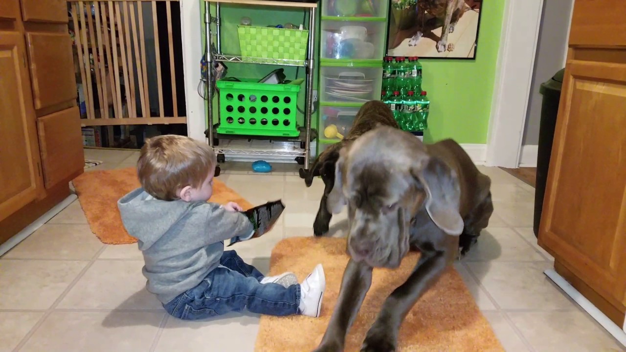 Baby feeds his giant dogs, and trys a bite!
