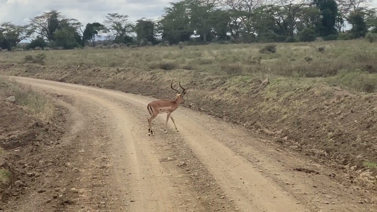 Thompsons Gazelle, Lake Nakuru National Park, Kenya