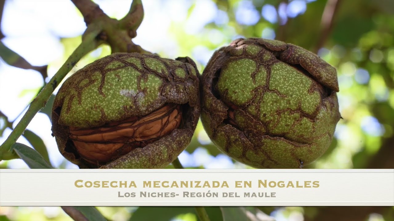 Cosecha del Nogal - Los Niches (Región del Maule)