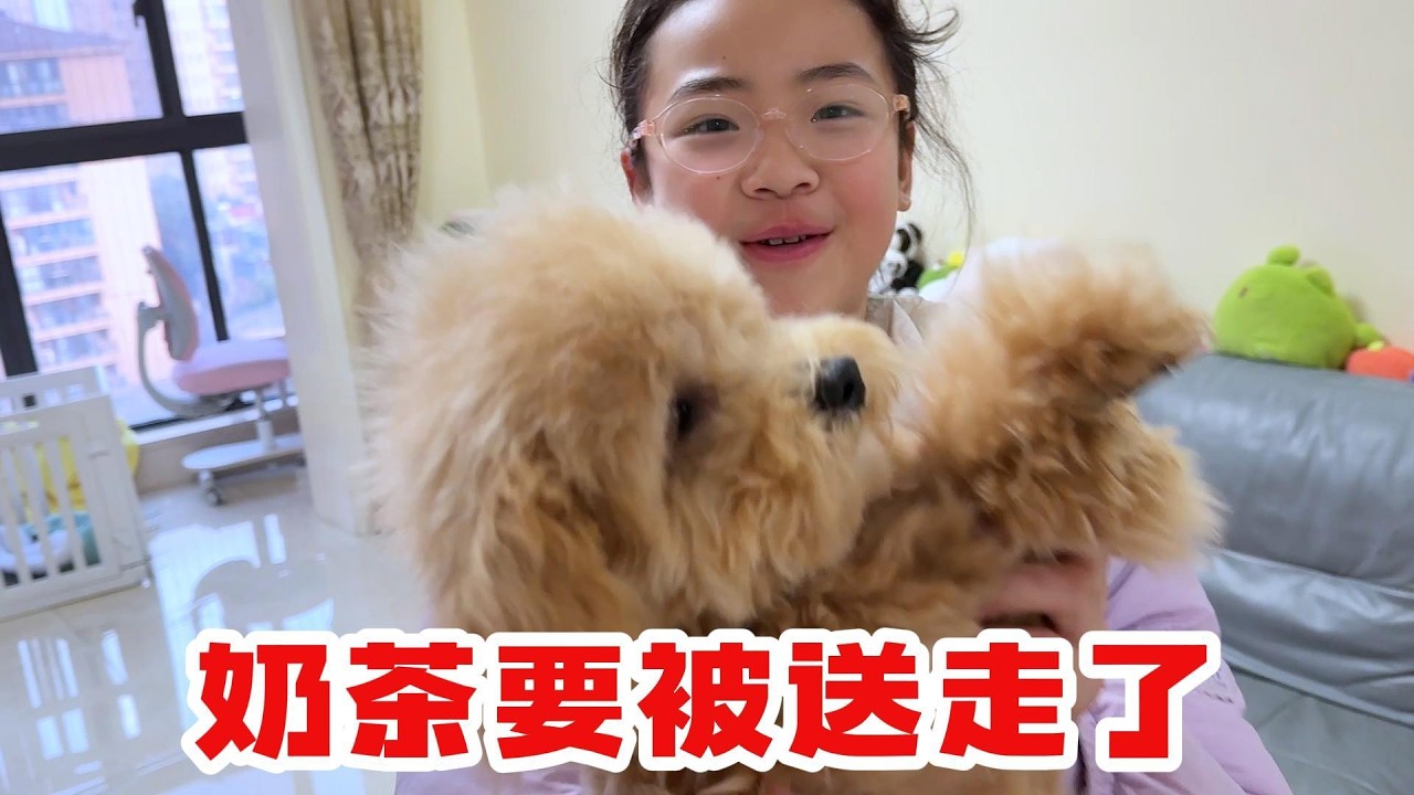 骗欣欣月月狗狗被送走了，哈哈