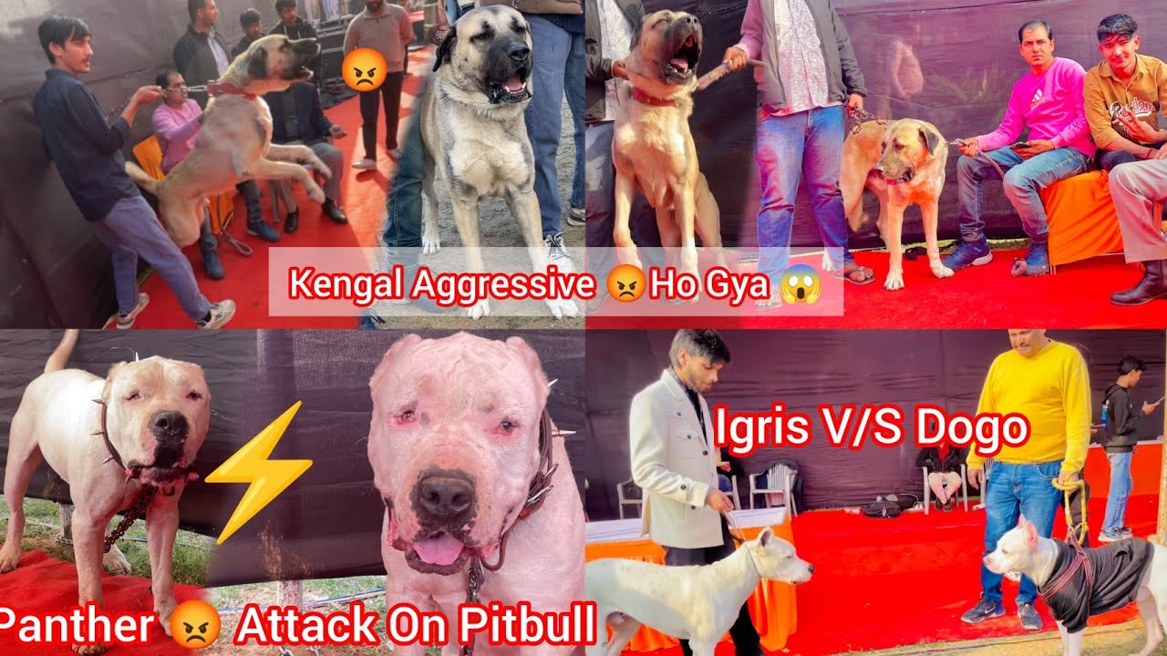 Jaipur Dog Show Me Kengal Dog Aggressive 😡 Ho Gya 😱|| Full Vlog @CocoAurAthena 