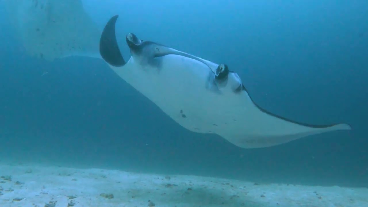 Epic Maldives Baa Atoll Diving 2022