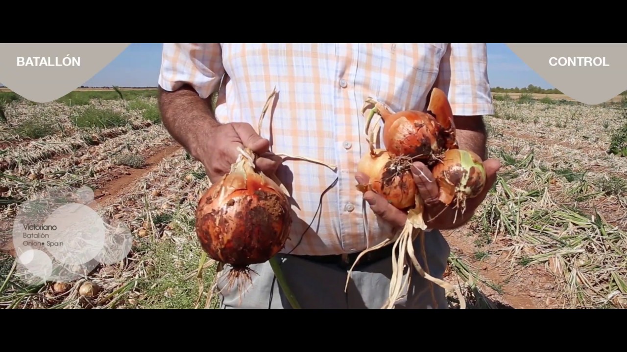 Onion Farmer's Testimony Var. Golden Grain - Spain
