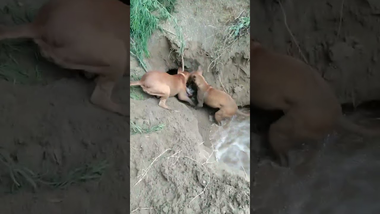 Doge Ne Say ka Shikar kiya (Past 2)