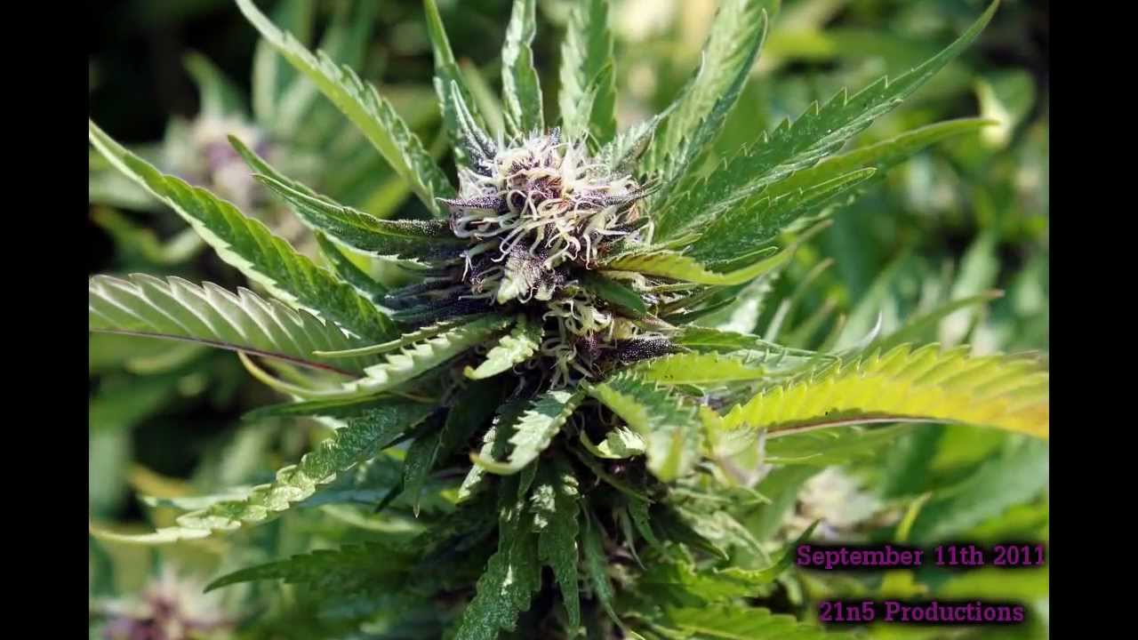 Black Cherry Soda - Medical Marijuana Strain - SOHG