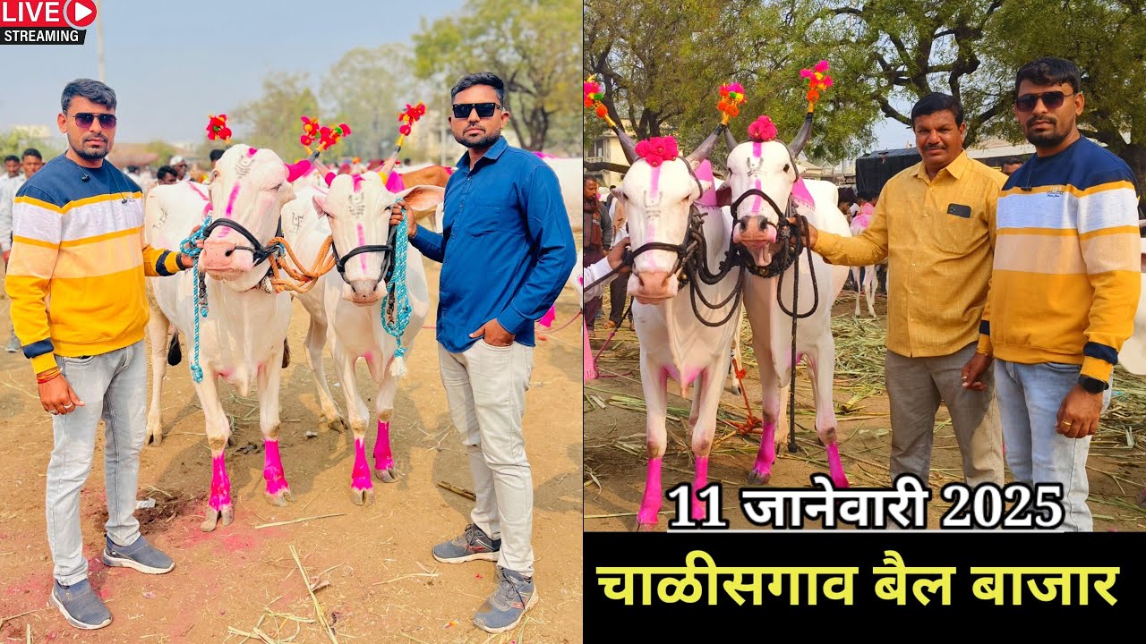 चाळीसगाव बैल बाजार live 🔴 11 जानेवारी 2024 || Chalisgaon bail bajar #बैलबाजार