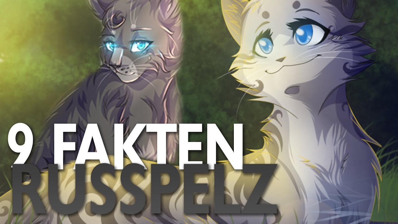 9 Fakten über Rußpelz | Warrior Cats Fakten