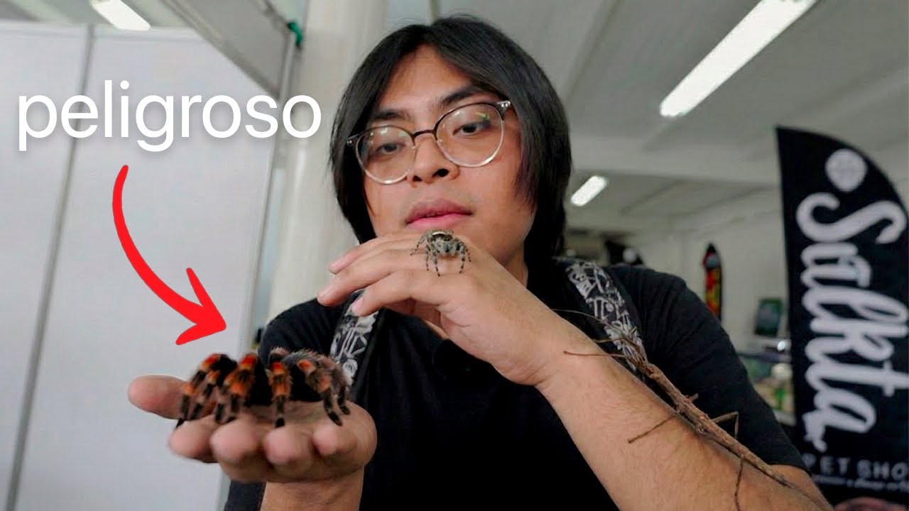Buscando los Insectos, Arácnidos EXOTICOS Mas caros y raros de ANIMALIA