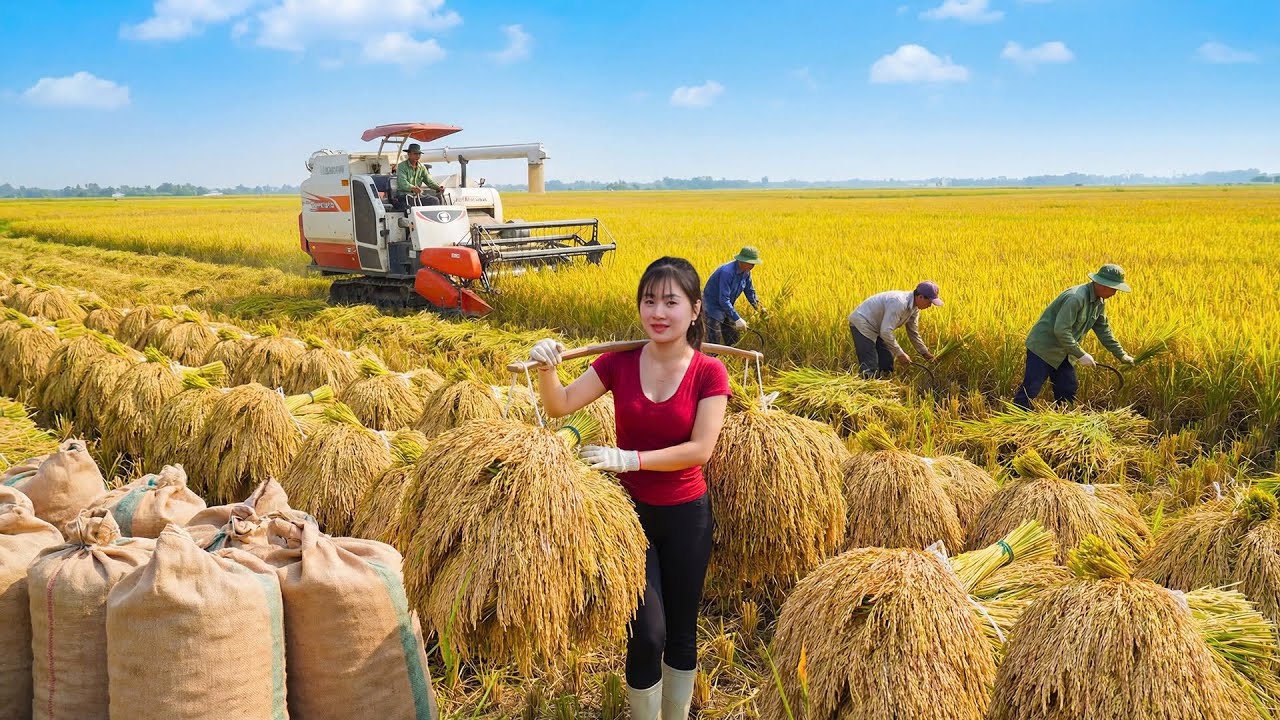 Timelapse - Harvesting Upland Rice & Drying for Long-Term Storage