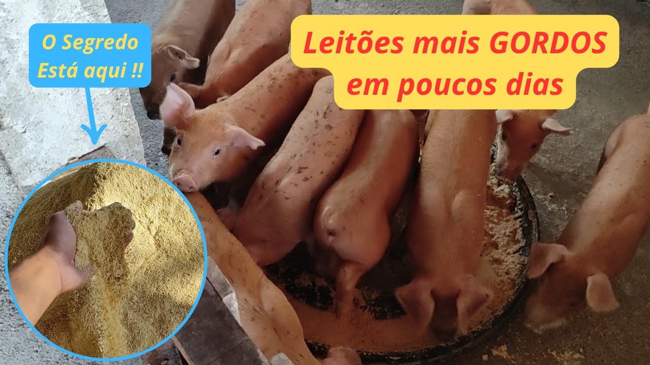 Nunca vi leitões engordarem tão rápido, como fazer ração inicial para leitões. #suinocultura #suino