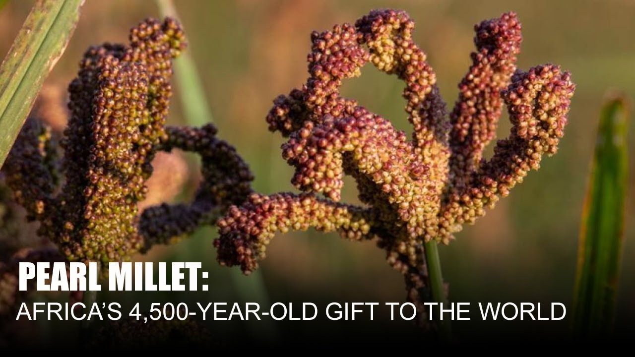 PEARL MILLET: AFRICA’S 4,500-YEAR-OLD GIFT TO THE WORLD